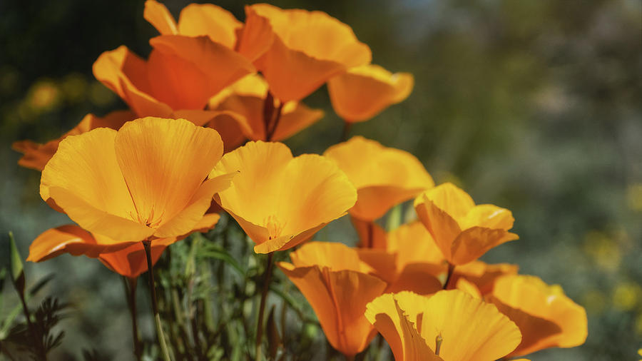 Poppy Bouquet Photograph by Saija Lehtonen - Fine Art America