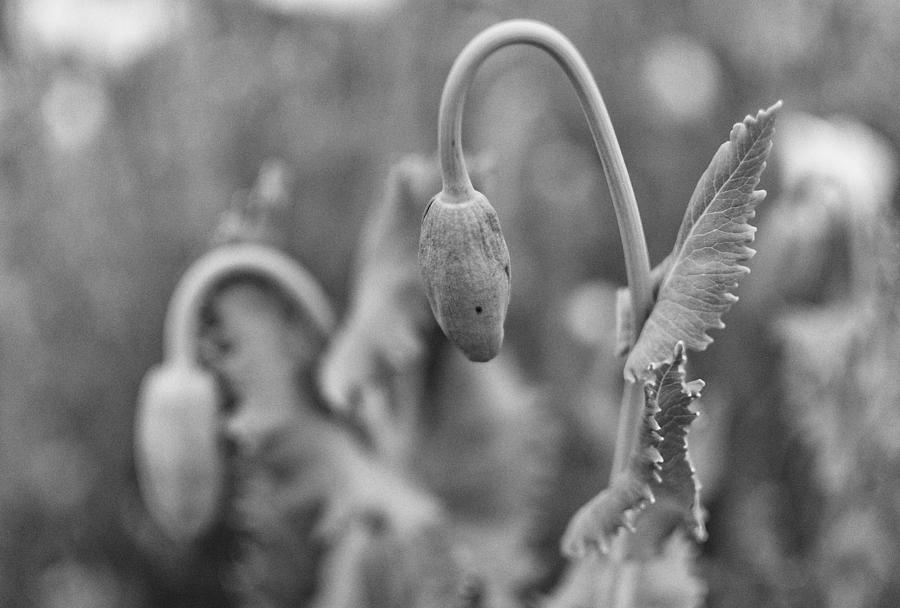 Poppy Photograph - Poppy Buds by Martin Vorel Minimalist Photography