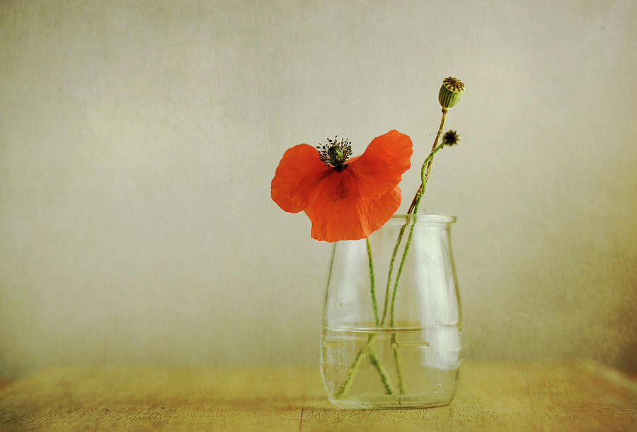 Poppy Photograph by C.aranega