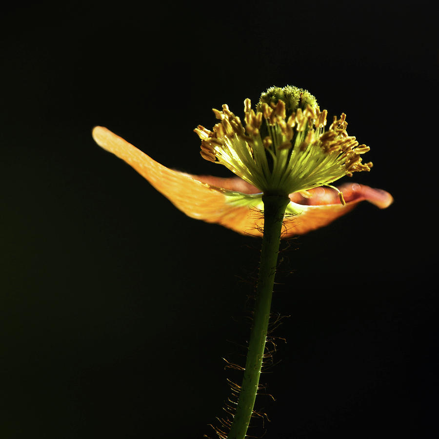 Poppy Photograph - Poppy by Cheryl Day Poppy Photograph - Poppy by Cheryl Day