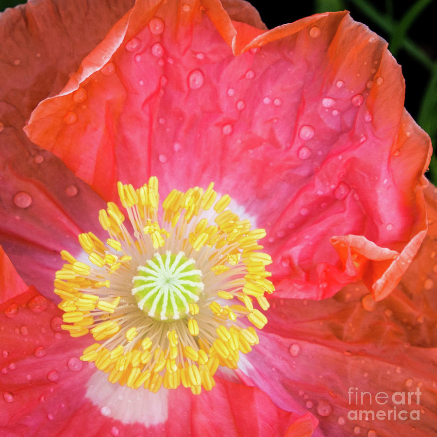 Poppy Closeup Photograph by Cheryl McClure