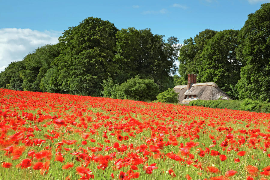 Poppy Cottage Photograph by Colourful Images That Celebrate Dorset And Beyond.