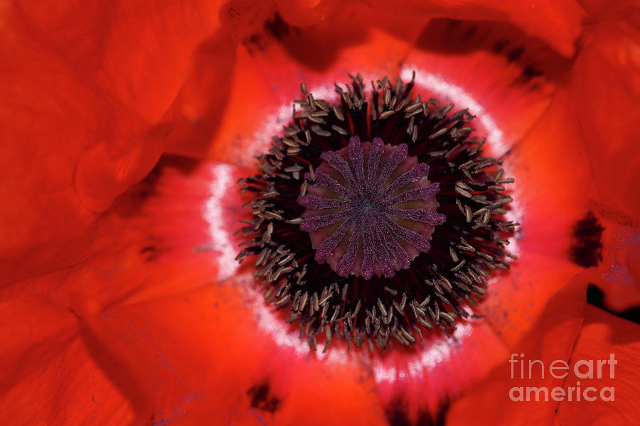 Red Flower Photograph - Poppy Donegal 3 by Eddie Barron