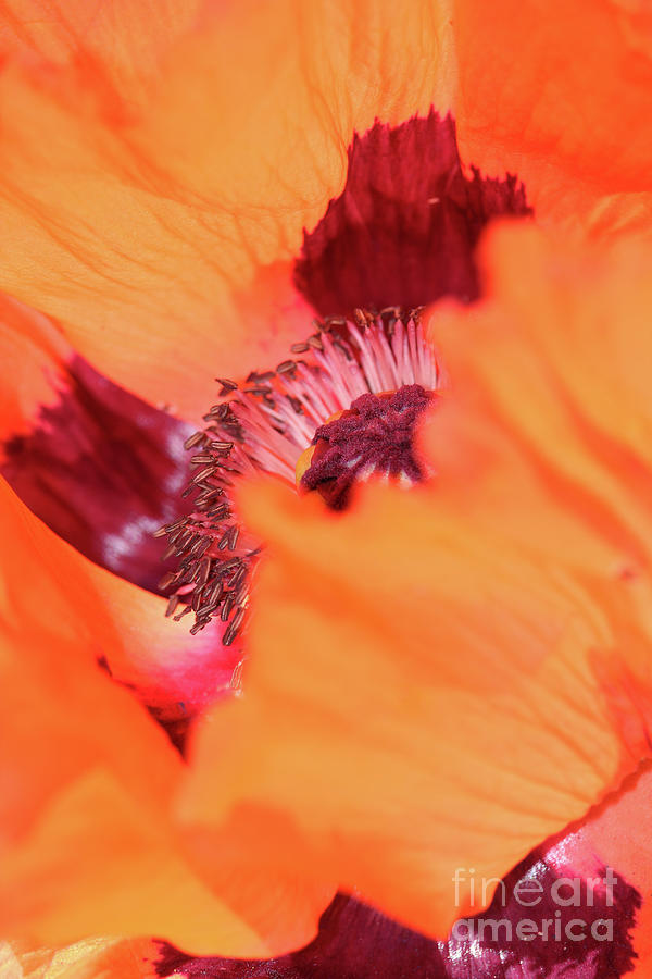 Nature Beauty Photograph - Orange Poppy Donegal by Eddie Barron