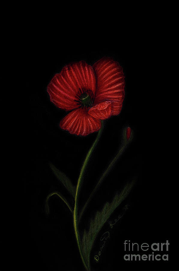 Poppy Painting by Dorothy Lee