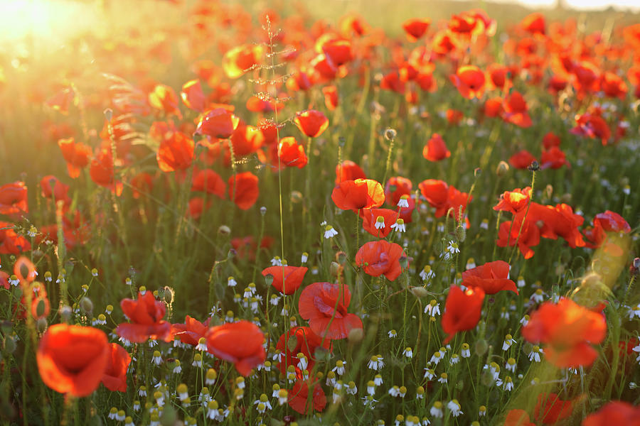 Poppy Field Against Sunlight With Flares Photograph by Thejack