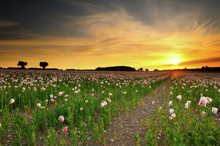 Poppy Field At Sunset Photograph by Andreas Jones