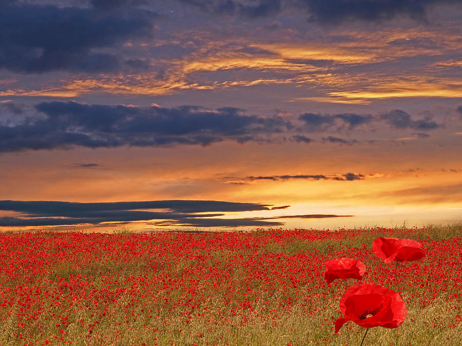 Poppy Field At Sunset Photograph by Gill Billington