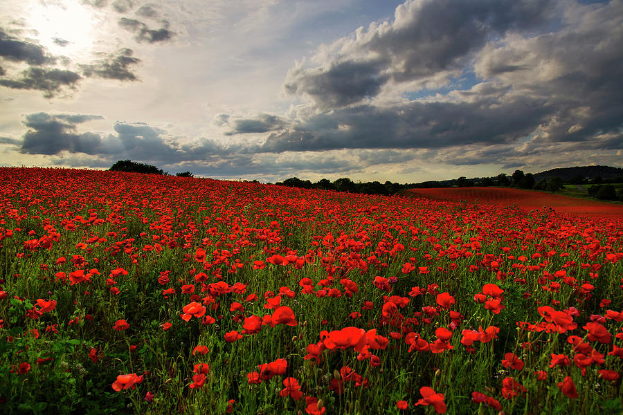 Poppy Field At Sunset Photograph by Verity E. Milligan