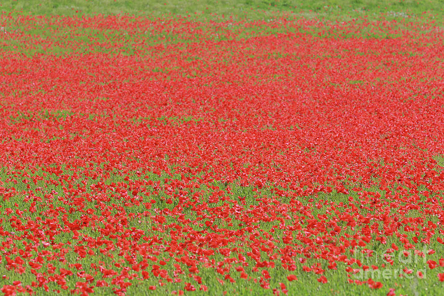 Poppy Field Photograph By Glenn Harvey Fine Art America   Poppy Field David Cooper 