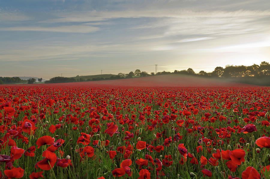 Poppy Field by David Dean Photography