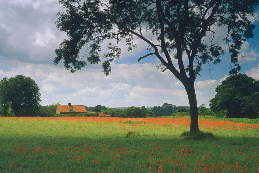 Poppy Field Photograph by Epics