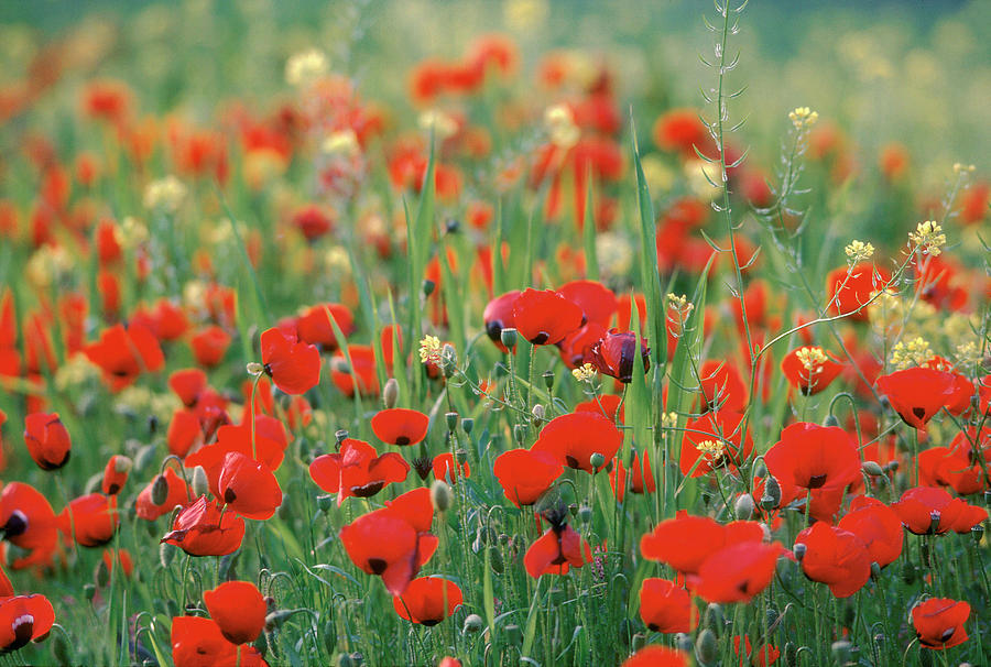 Poppy Field In Corinth, Greece - Photograph by Gerard Sioen