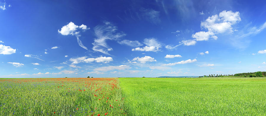 Poppy Field Landscape Photograph by Konradlew