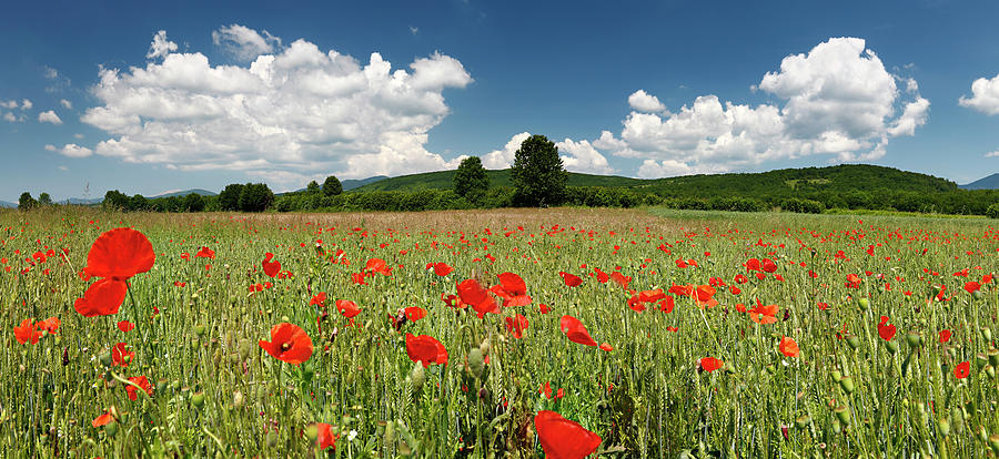 Poppy Field Photograph by Marcutti