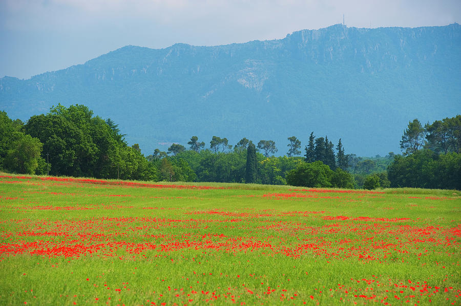 Poppy Field, Provence, France Photograph by Jean-pierre Pieuchot