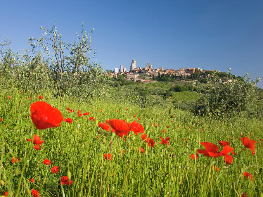 Poppy Field, San Gimignano, Tuscany Photograph by David C Tomlinson