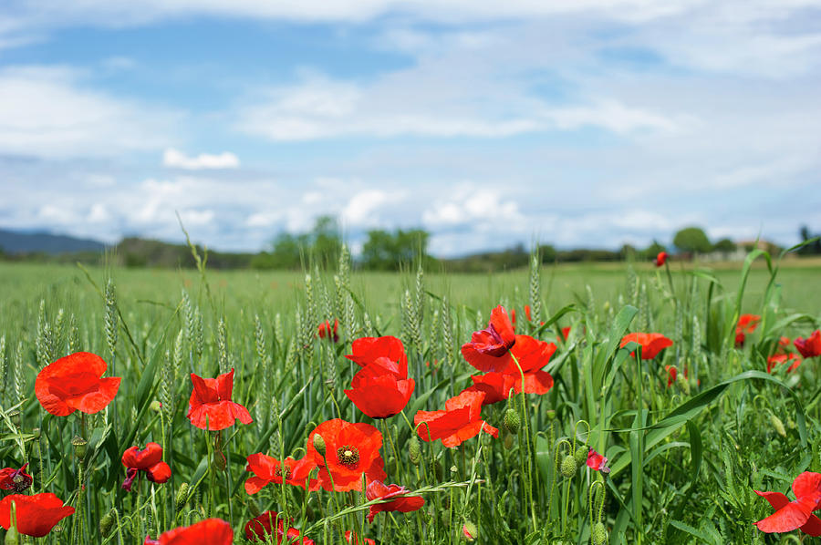 Poppy Field Photograph by Stockstudiox