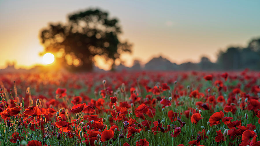 Poppy field sunrise 1 Photograph by James Billings
