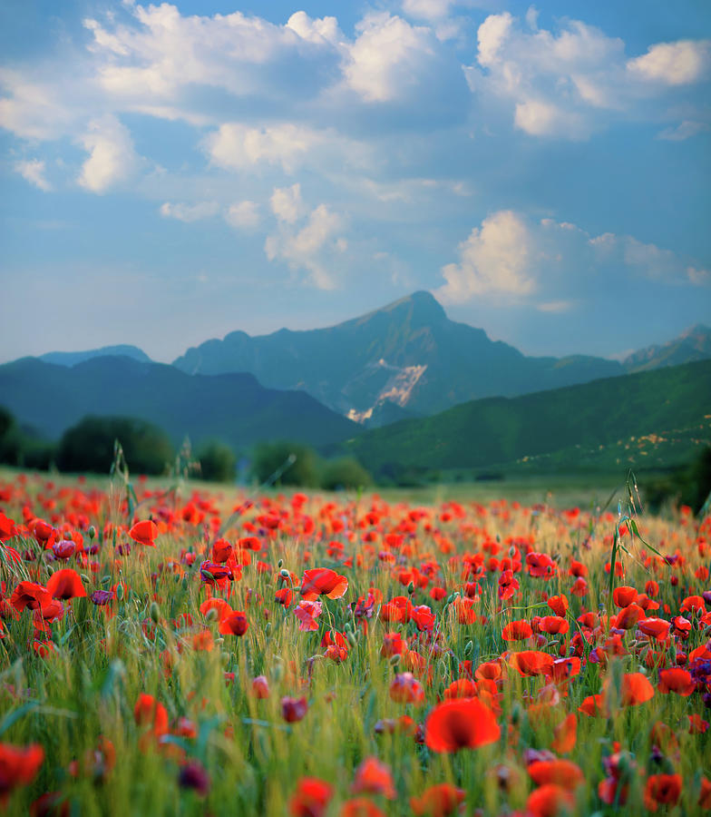 Poppy Field Photograph by Swetta