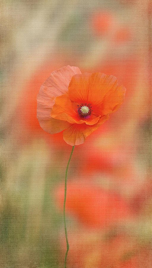 Poppy Field Digital Art by Terry Davis
