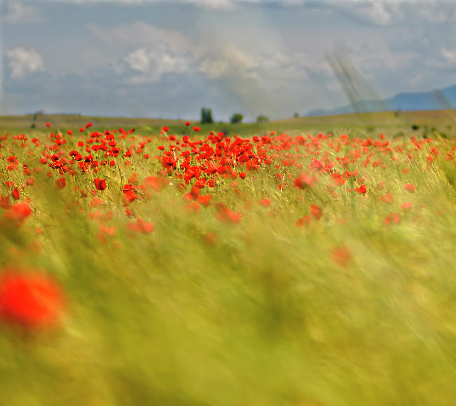 Poppy Field Under The Wind Photograph by Roberto G. Librán