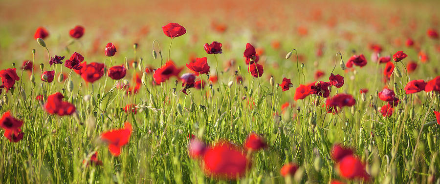 Poppy Field Photograph by Visionandimagination.com