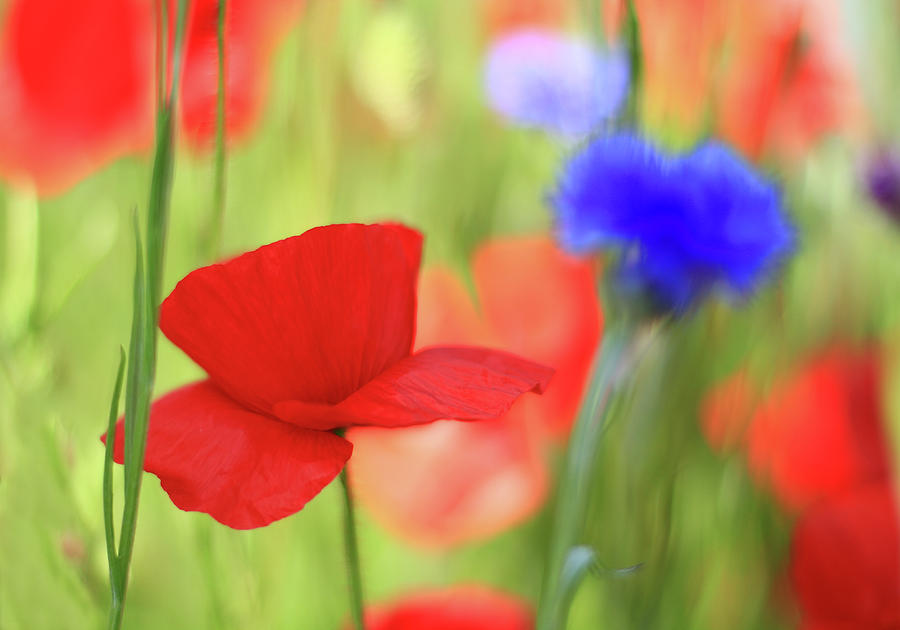 Poppy Field With Cornflowers Photograph by Carmen Brown Photography