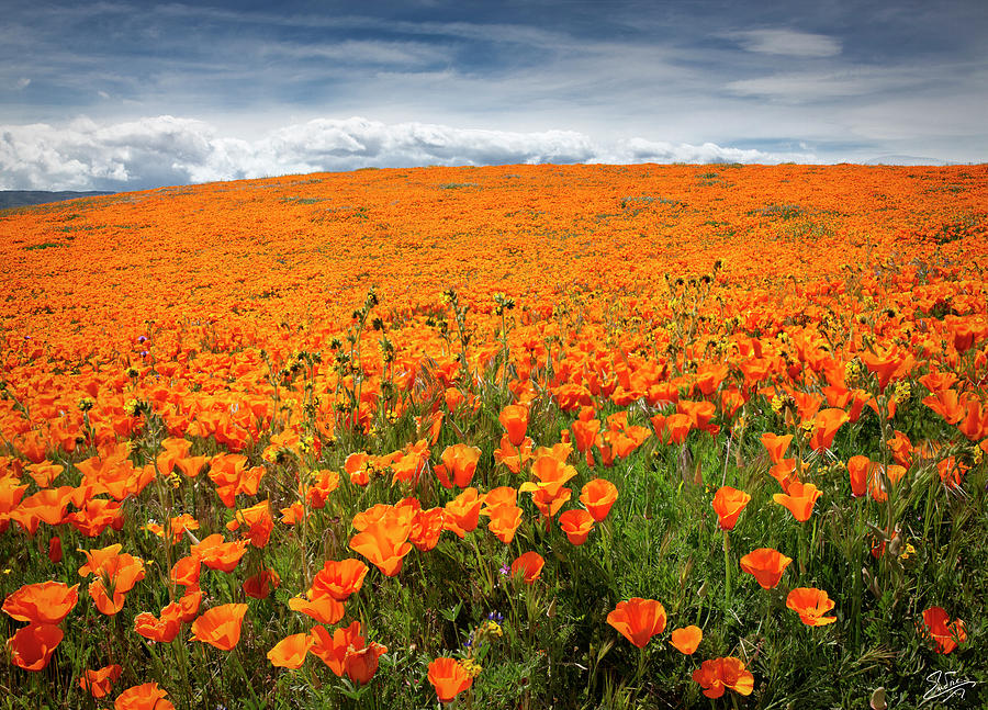 Poppy Fields Forever by Endre Balogh Poppy Fields Forever by Endre Balogh