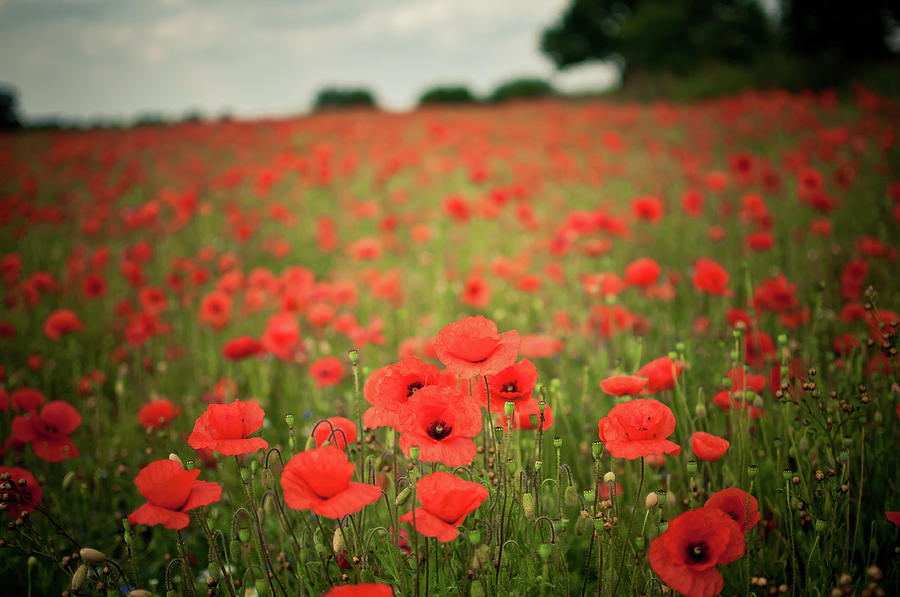 Poppy Fields Photograph by Images By Victoria J Baxter