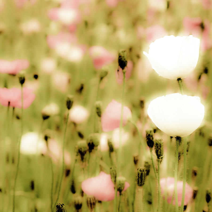 Poppy Fields Photograph by Luigi Masella