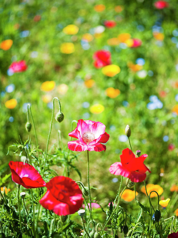 Poppy Fields Photograph by Yusuke Okada/a.collectionrf