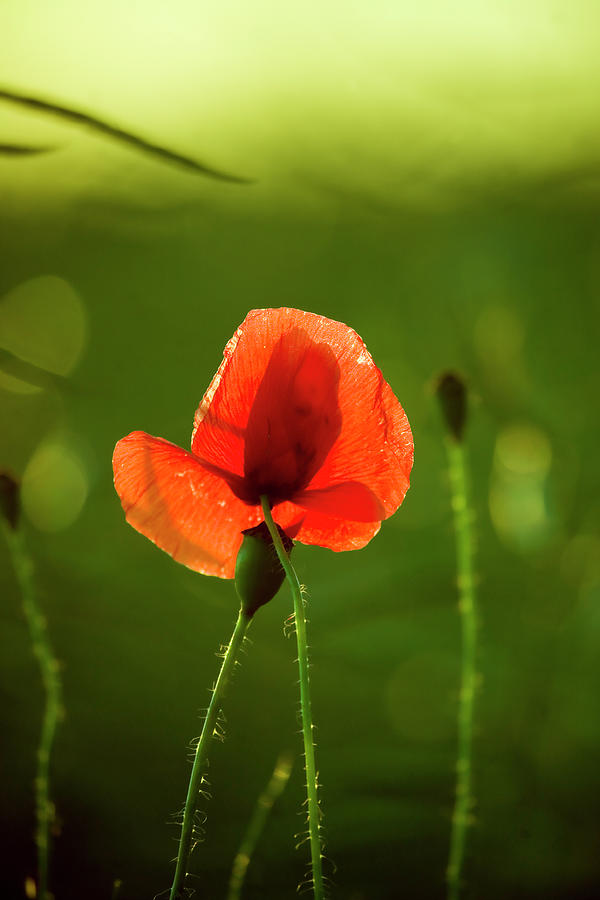 Poppy Flower Photograph by Andreaskermann