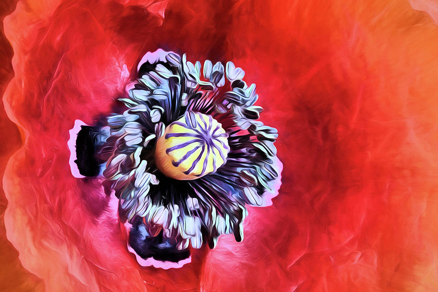Opium Digital Art - Poppy Flower Closeup by JC Findley