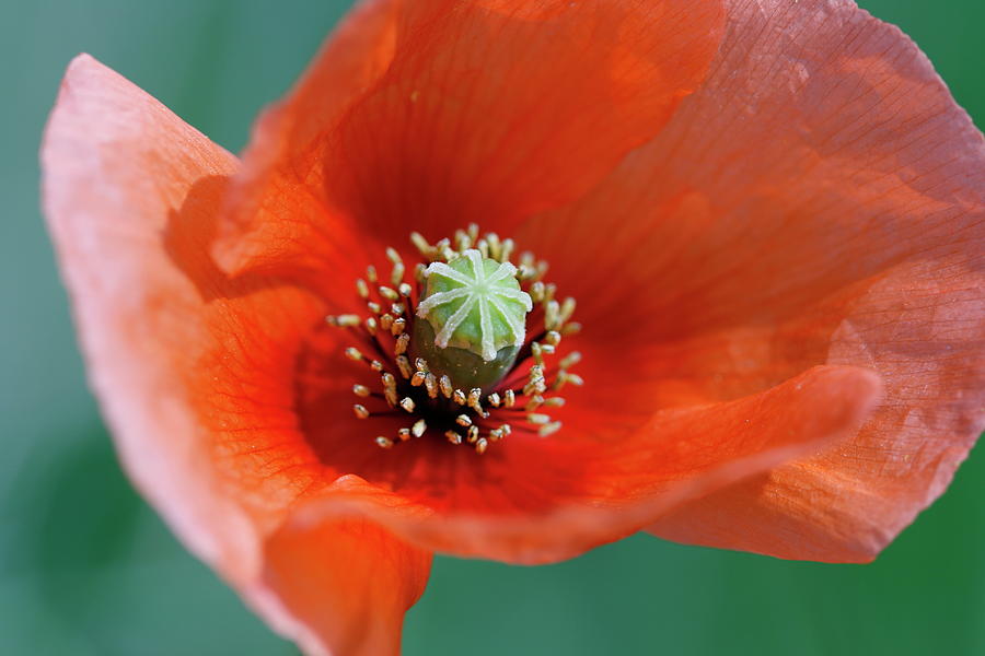 Poppy Flower Photograph by Copyright Crezalyn Nerona Uratsuji Poppy Flower Photograph by Copyright Crezalyn Nerona Uratsuji