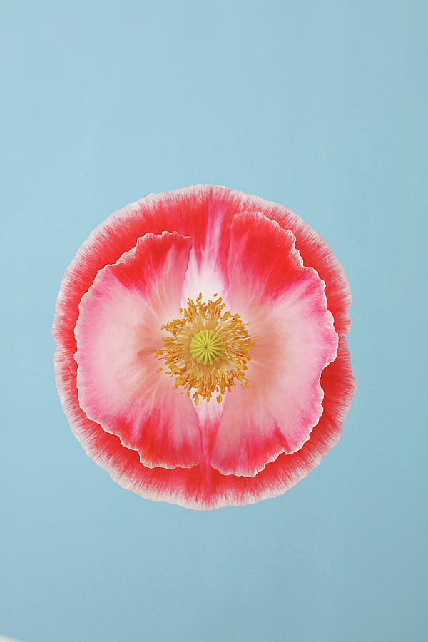Poppy Flower Photograph by Frdric Jacquet