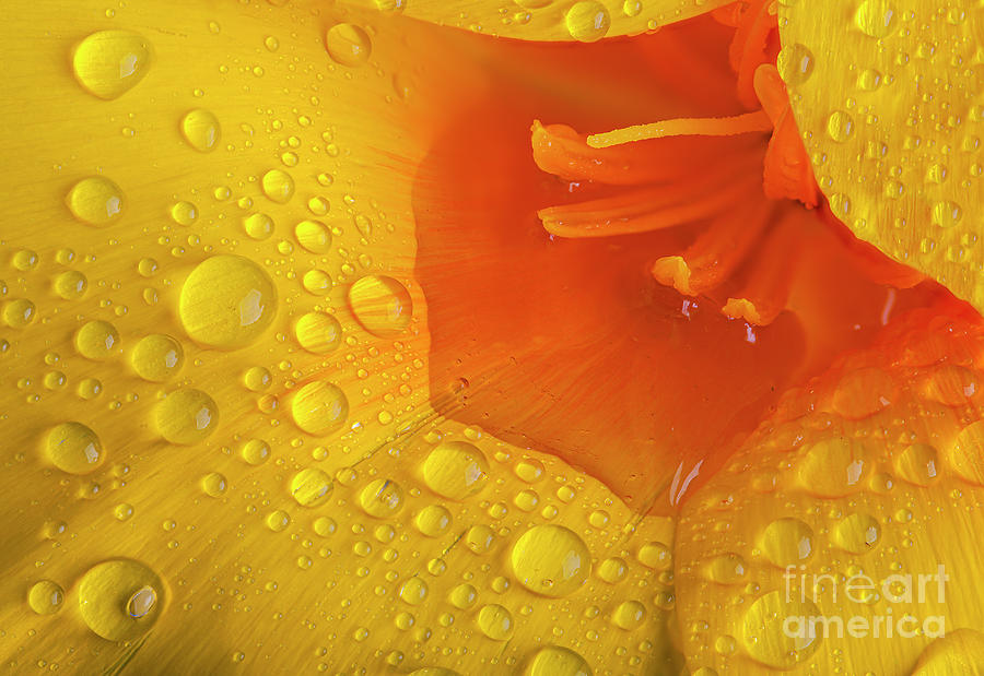 Poppy flower macro with water droplets Photograph by Simon Bratt