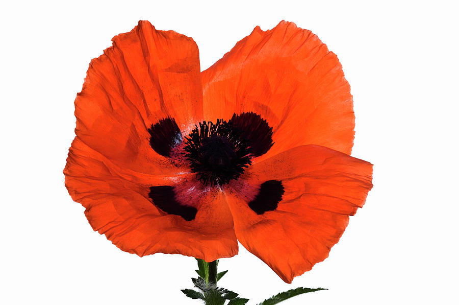 Poppy Flower Papaver Omandarin, On White Photograph by Mike Hill
