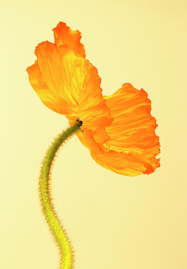 Poppy Flowers Photograph by Roberto Rabe