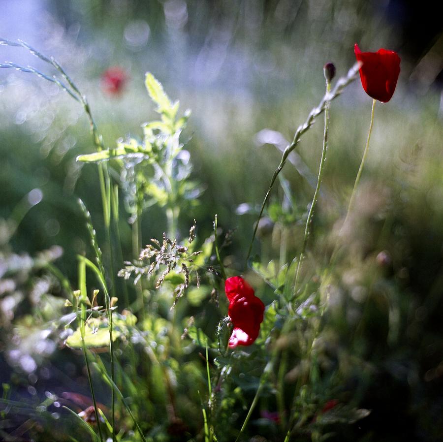 Poppy Flowers Photograph by Stephan Ohlsen