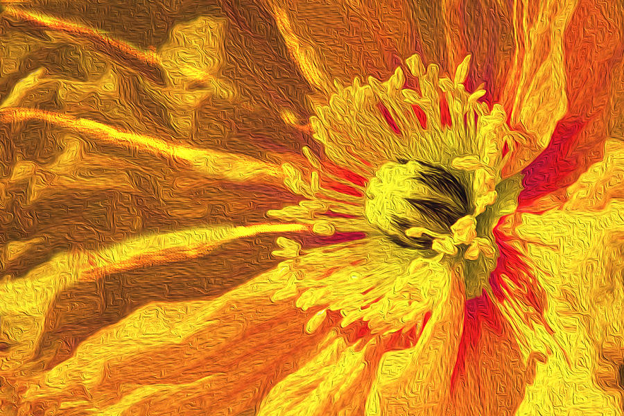 Poppy In Marigold Photograph