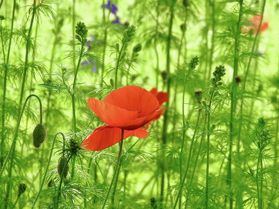 Poppy In the Green Garden Photograph by Kathy Chism