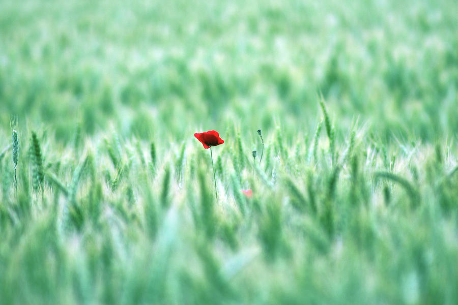 Poppy In Wheat Field Photograph by By Julie Mcinnes