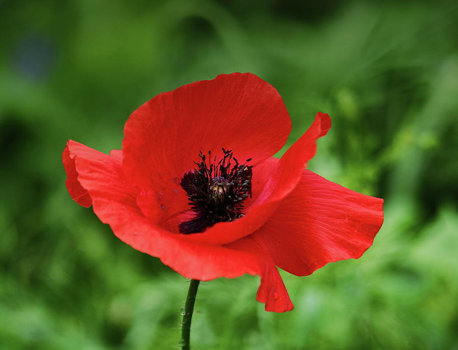 Poppy Photograph by Jeff Townsend