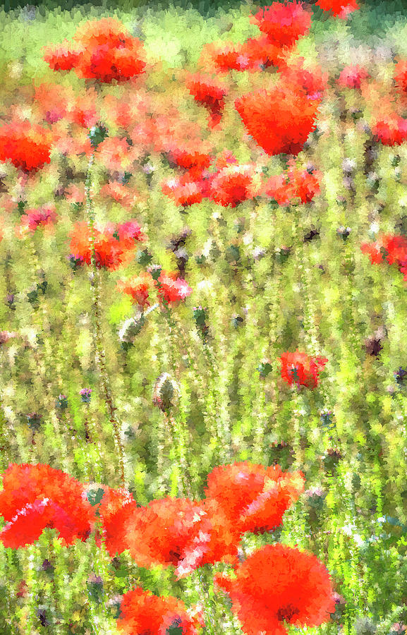 Poppy Meadow Art Photograph by David Pyatt