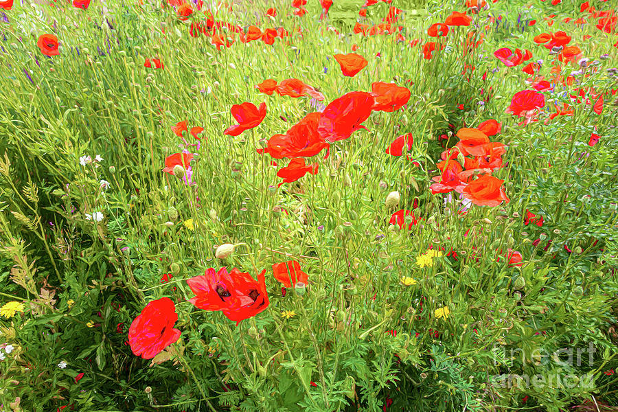 Poppy meadow Digital Art by Liz Leyden