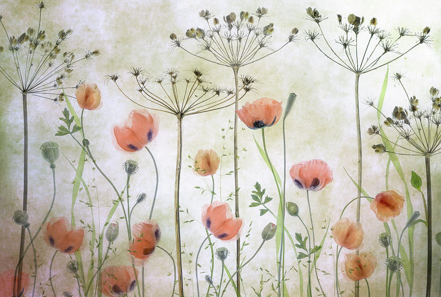 Floral Photograph - Poppy Meadow by Mandy Disher