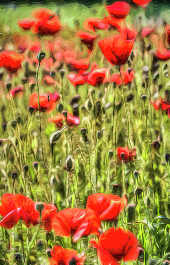 Poppy Meadow Vista Photograph