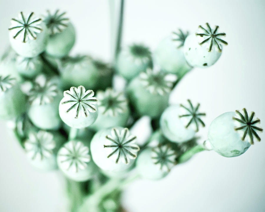 Poppy Mint Photograph by Lupen Grainne
