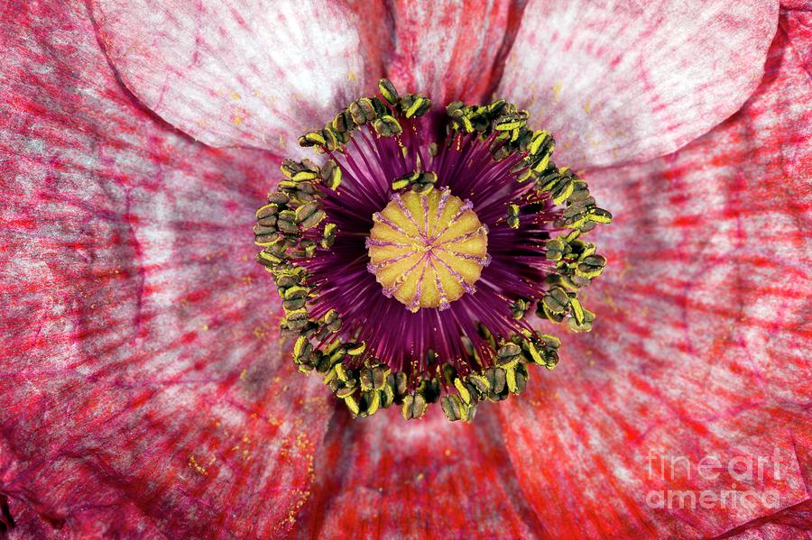 Poppy (papaver) Photograph by Dr Keith Wheeler/science Photo Library